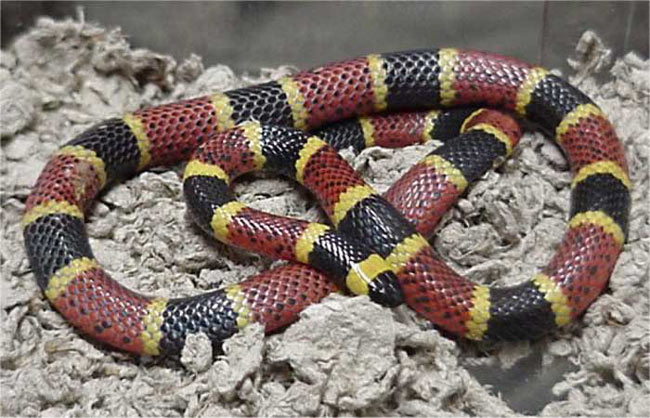 photo_illustration_serpent_corail.jpg photo_illustration_serpent_corail.jpg