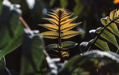 leaves-8115077_1280