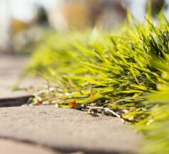 Herbe sur sol